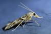 Eudonia angustea